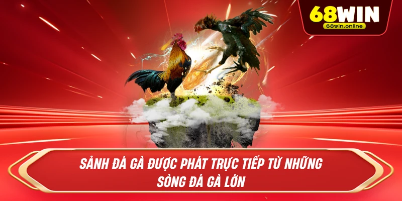 Sảnh đá gà được phát trực tiếp từ những sòng đá gà lớn